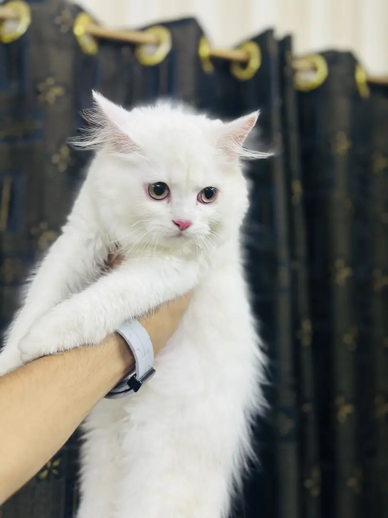 Persion kitten — photo 5