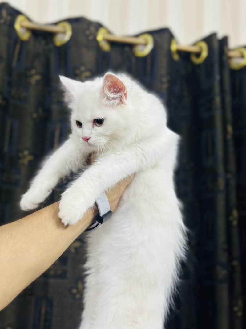 Persion kitten 5