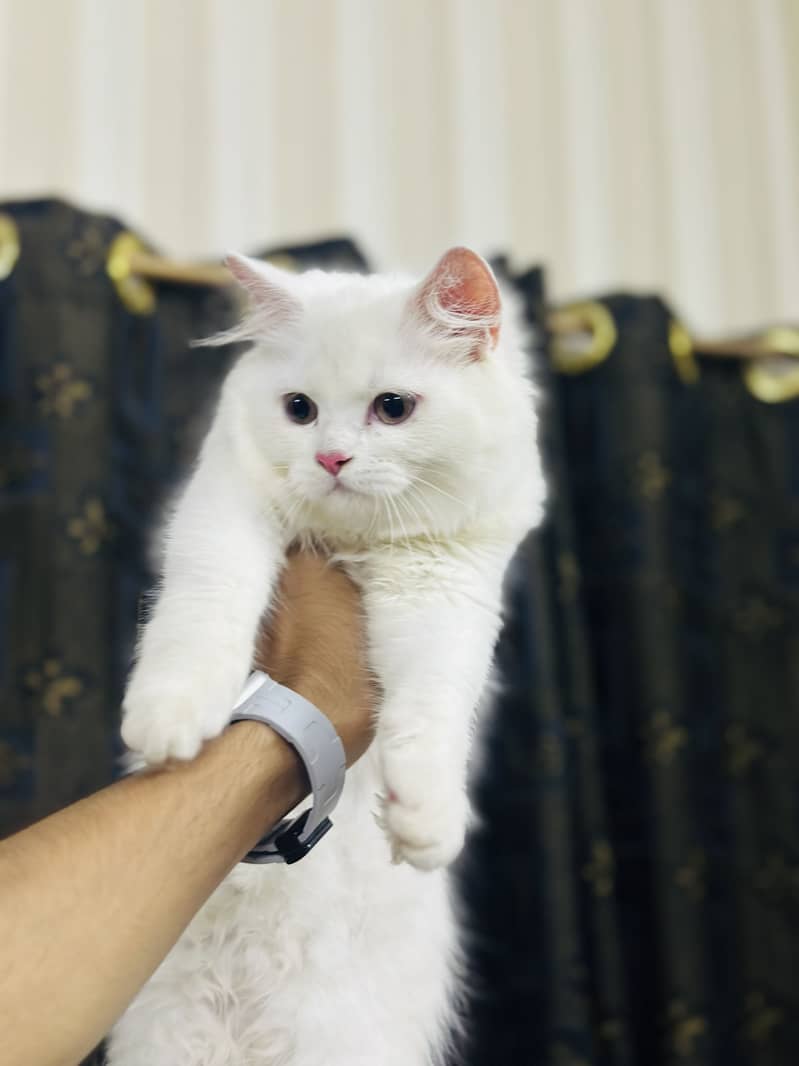 Persion kitten 6