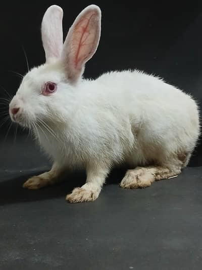 male rabbit ready for breading