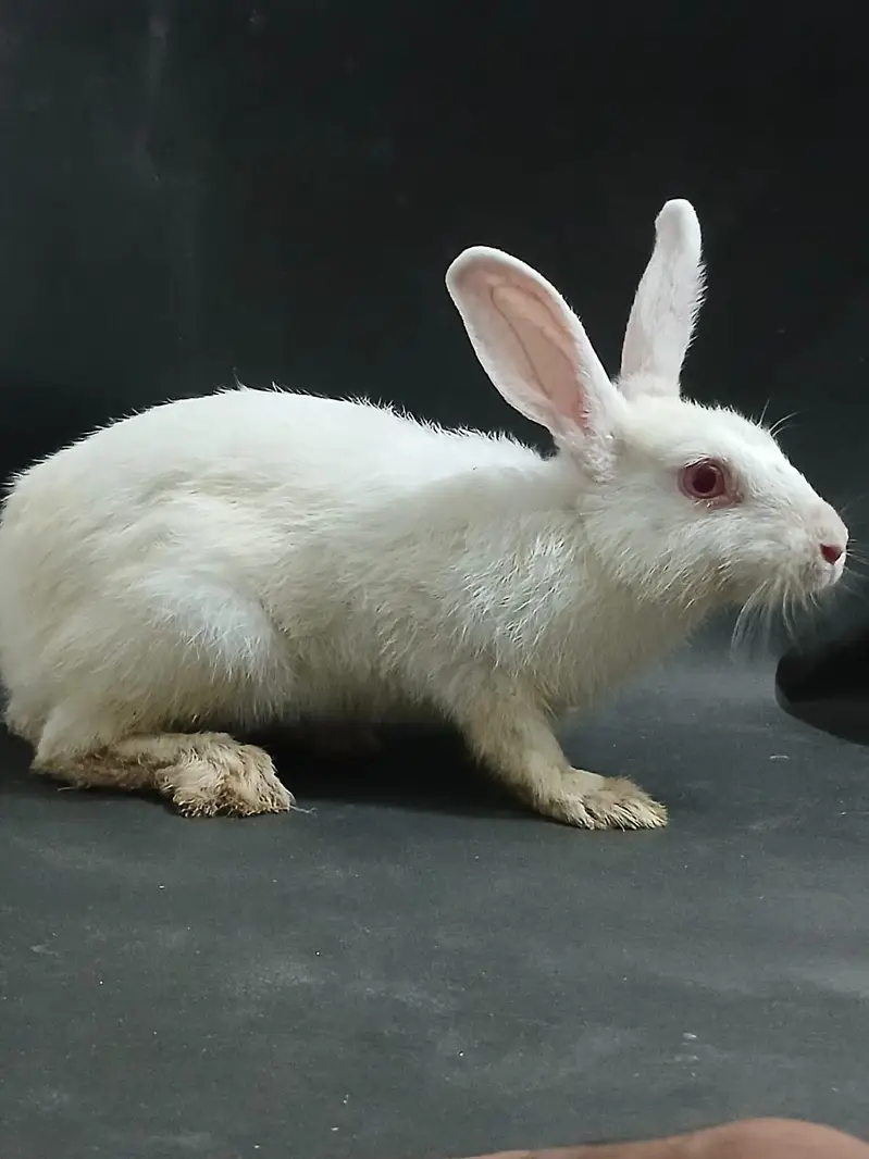 male rabbit ready for breading — photo 2