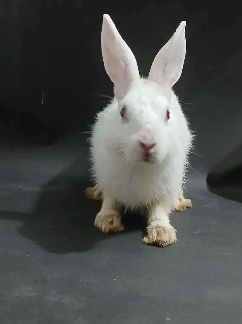 male rabbit ready for breading — photo 3