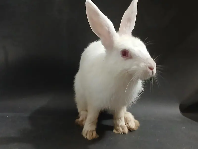 male rabbit ready for breading — photo 4