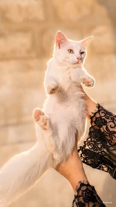 Semi persians kittens urgent sale