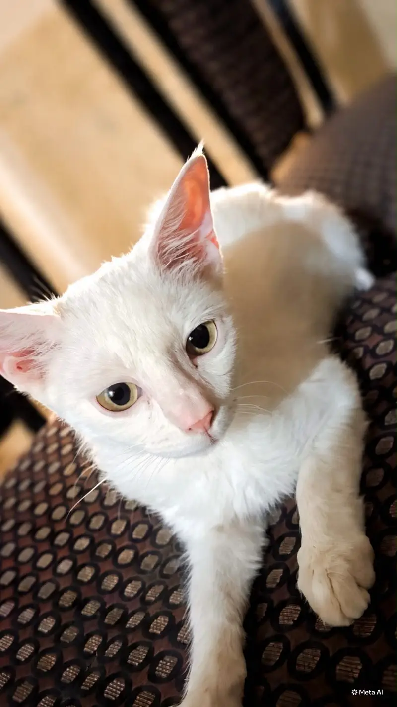 Semi persians kittens urgent sale — photo 3