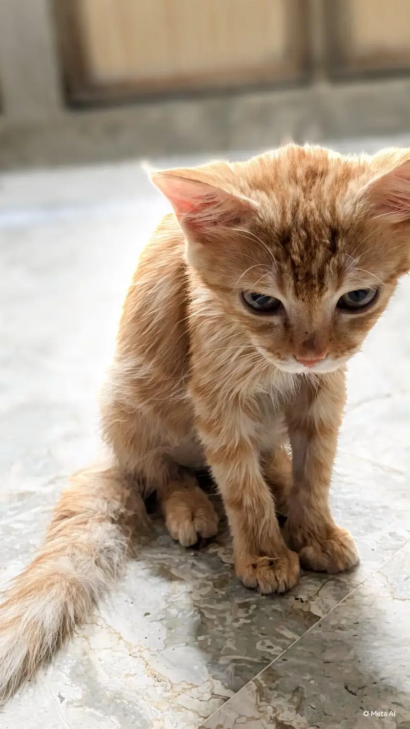 Semi persians kittens urgent sale — photo 4