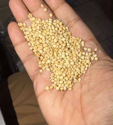 Johari Jabbar & Seebi Johari Seeds Bulk Stock Available