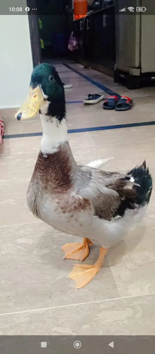 Healthy Duck for sale