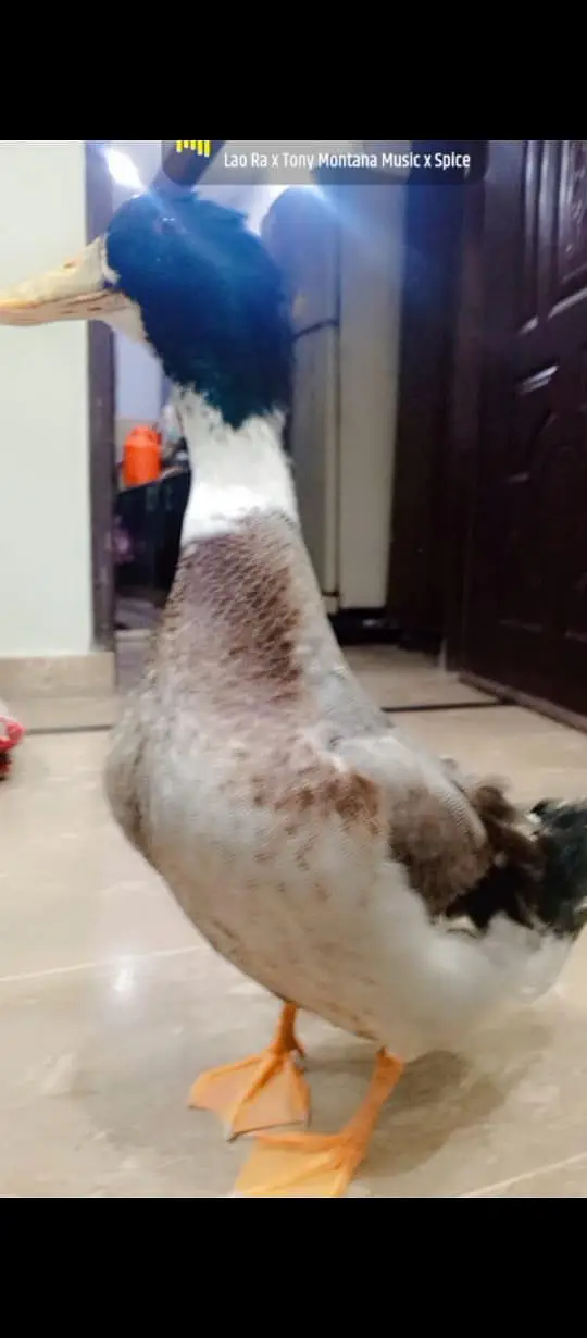 Healthy Duck for sale — photo 2