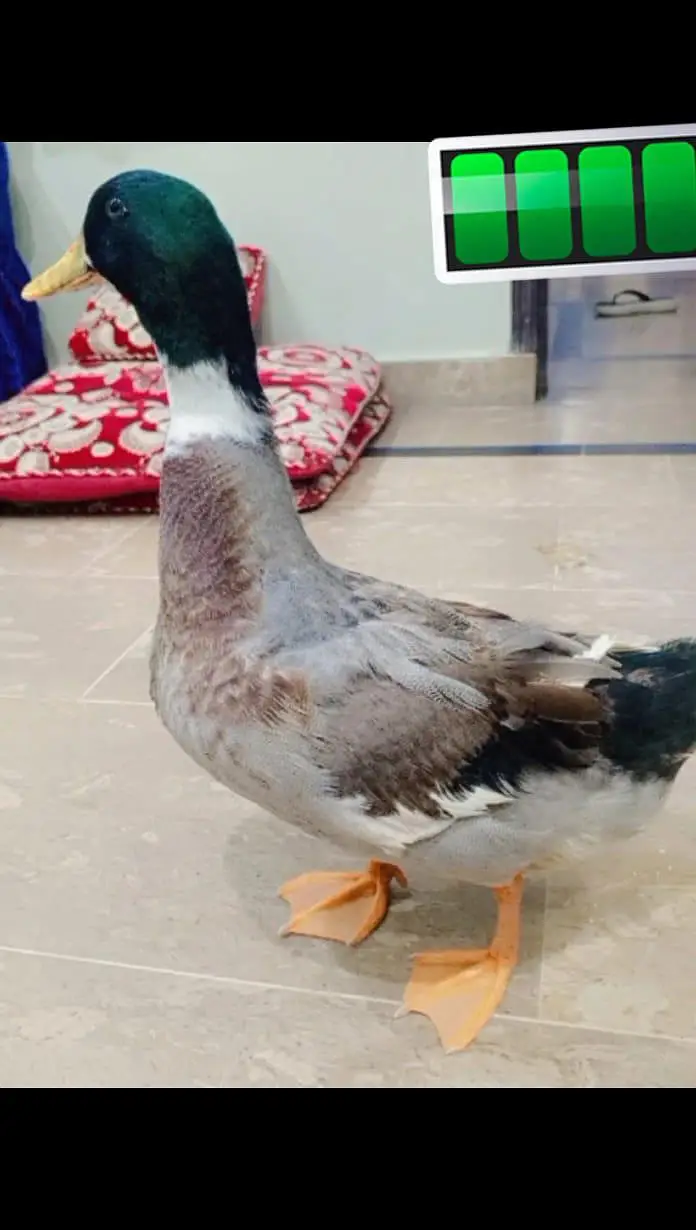 Healthy Duck for sale — photo 3