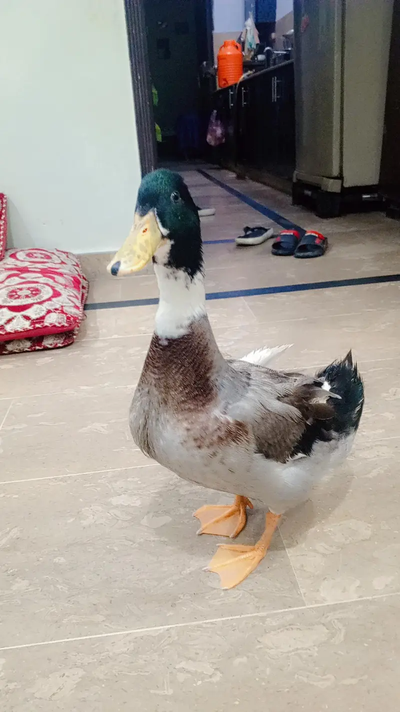 Healthy Duck for sale — photo 4