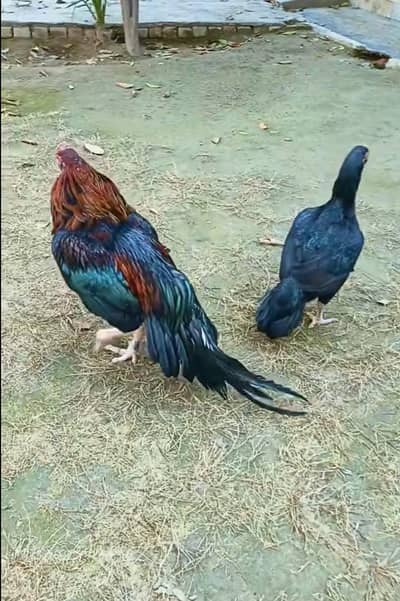 Is pair  ka Chicks available ha  only 3 chicks ha