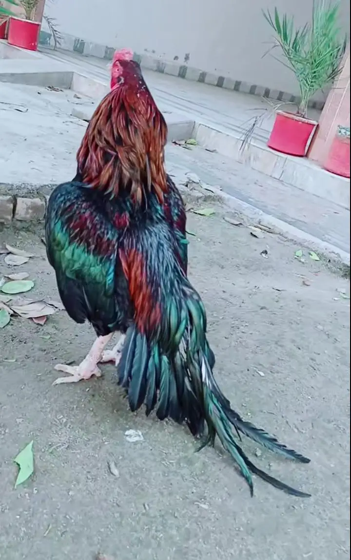Is pair  ka Chicks available ha  only 3 chicks ha — photo 2