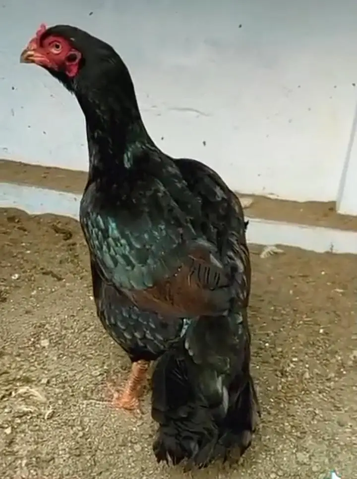 Is pair  ka Chicks available ha  only 3 chicks ha — photo 3