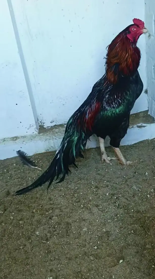 Is pair  ka Chicks available ha  only 3 chicks ha — photo 4