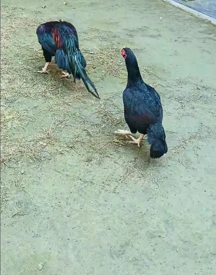 Is pair  ka Chicks available ha  only 3 chicks ha — photo 5