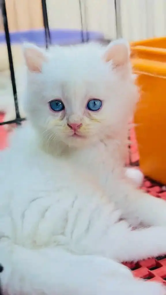 beautiful Persian female for sale 0337/ 63/72/823 only WhatsApp number
