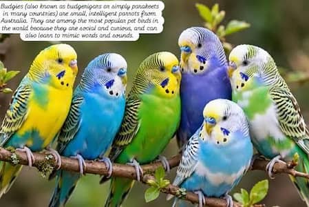 Australian Parrot