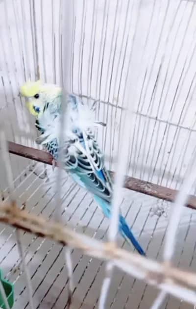 Hogoromo Breeder Male & Beautiful Wooden Cage