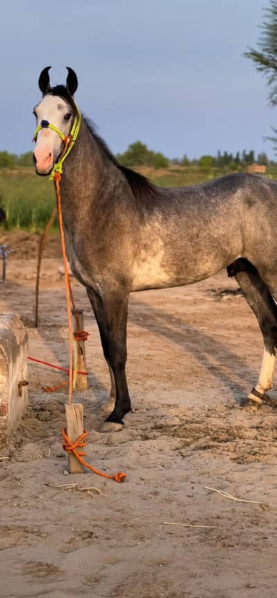 stunning Dapple grey stallion|Healthy&Active|urgent sale