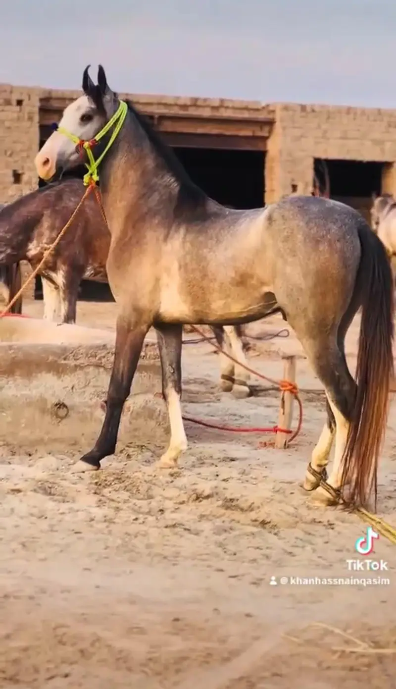 stunning Dapple grey stallion|Healthy&Active|urgent sale — photo 2