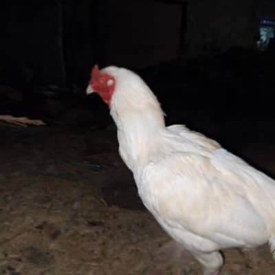 heera Aseel male for sale