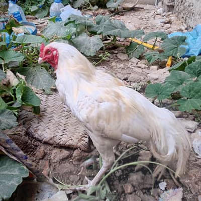 heera Aseel pair for sale