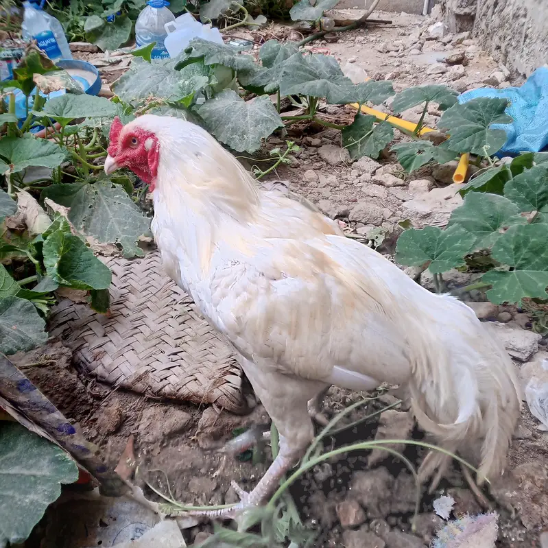 heera Aseel male for sale — photo 2