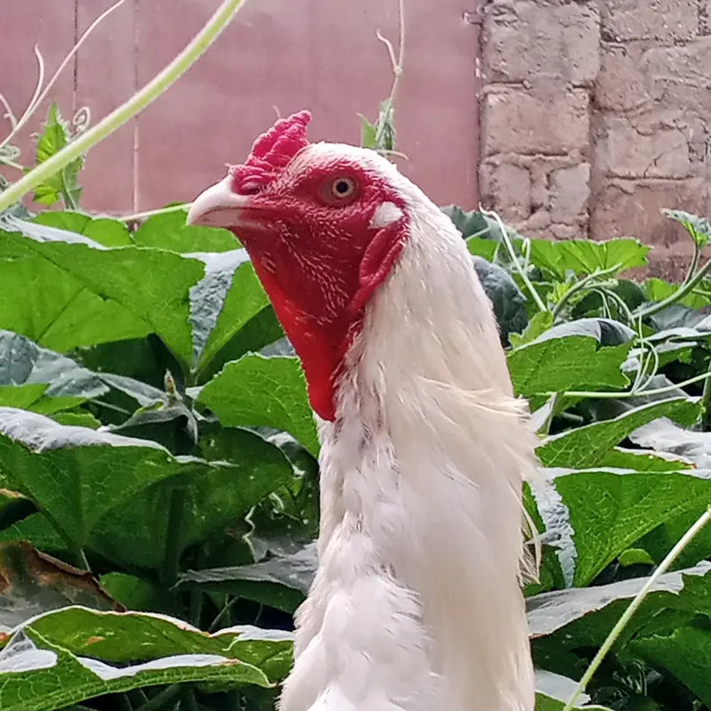 heera Aseel male for sale — photo 3