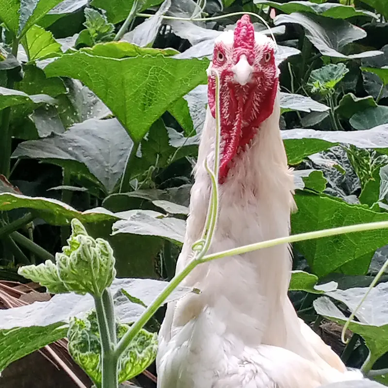 heera Aseel male for sale — photo 4