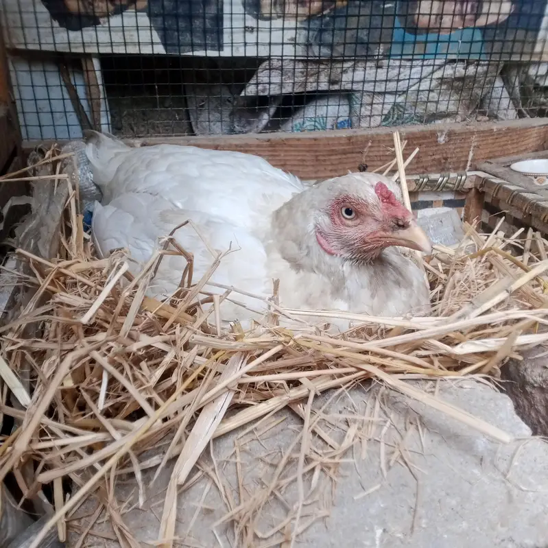heera Aseel male for sale — photo 5