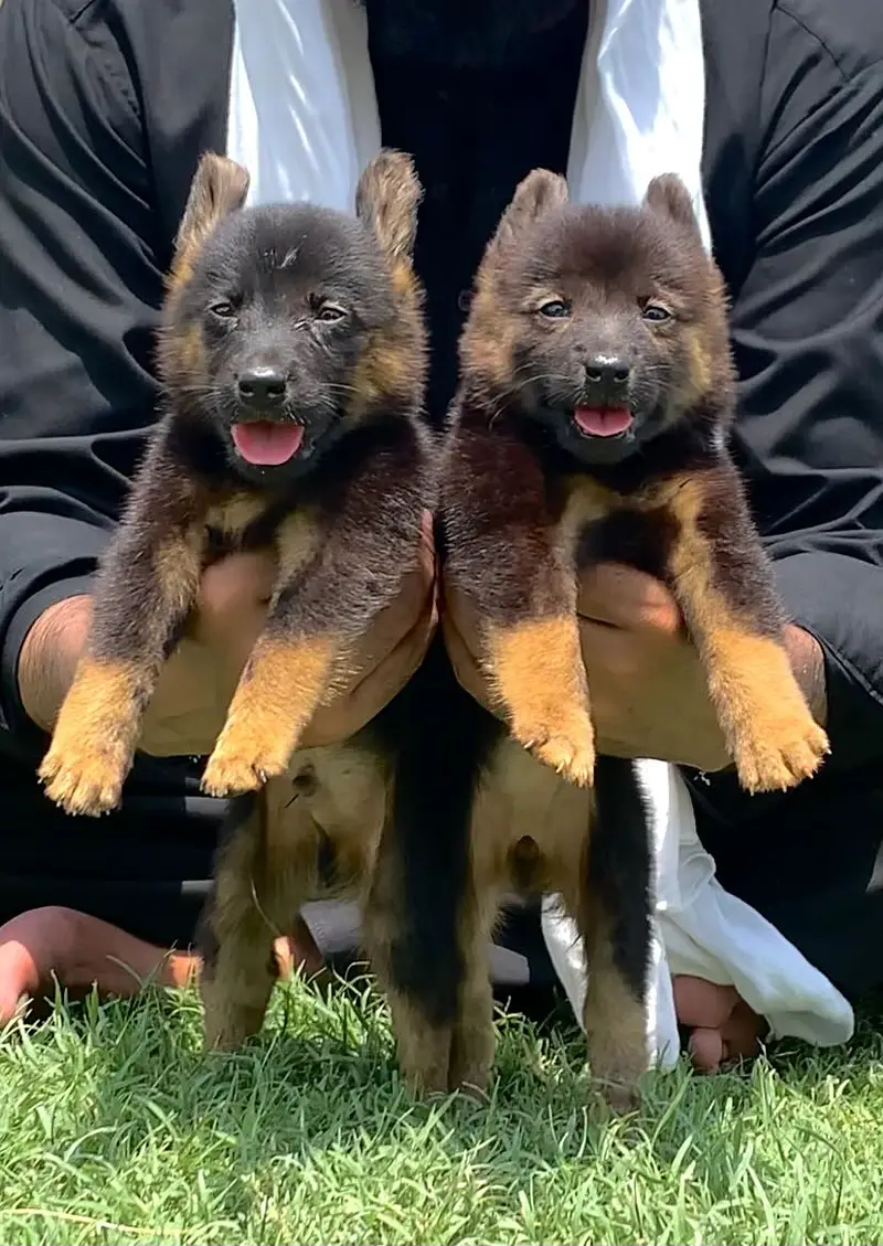 German shepherd long coat pair age 2  months for sale — photo 2