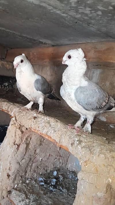 sentinet fancy pigeon kabotar