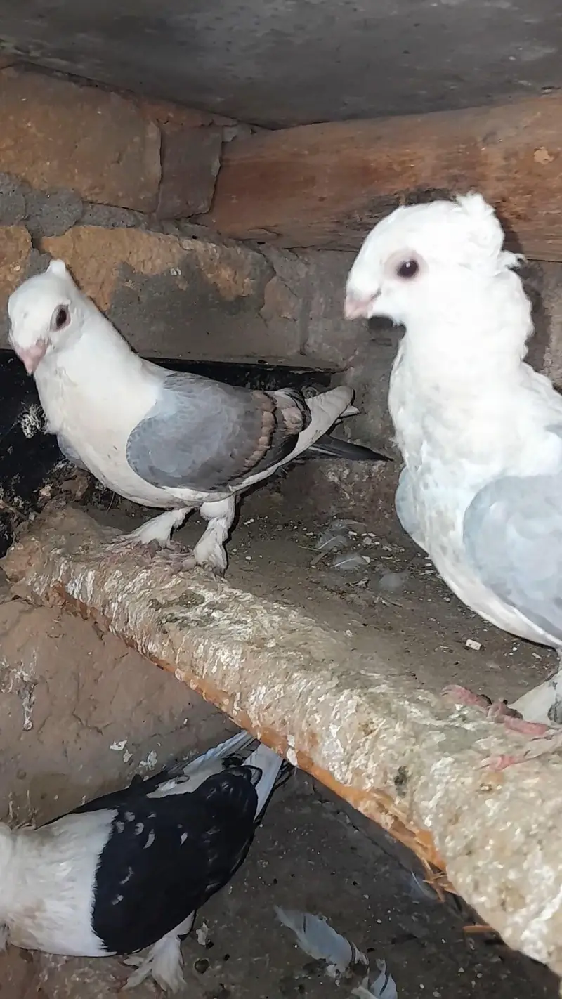 sentinet fancy pigeon kabotar — photo 2