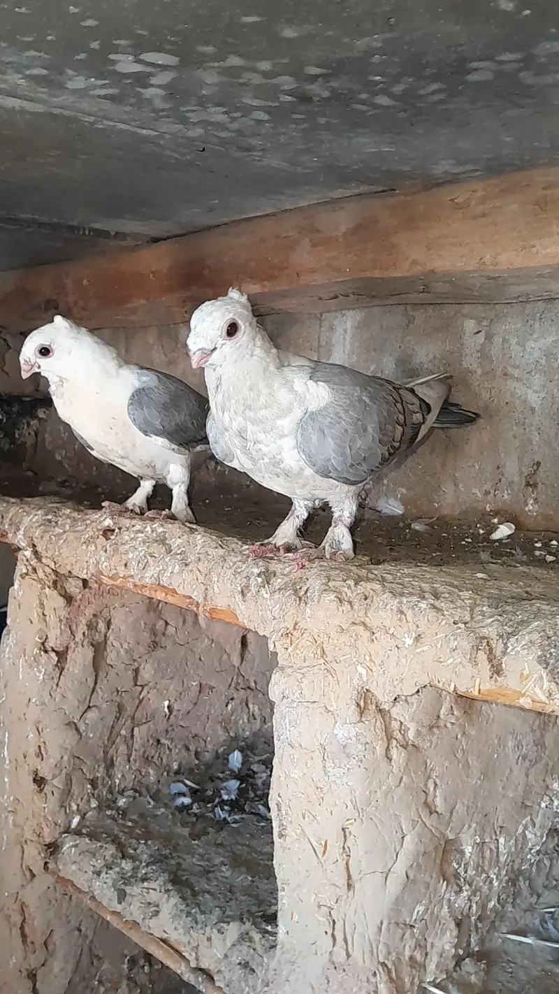 sentinet fancy pigeon kabotar — photo 3