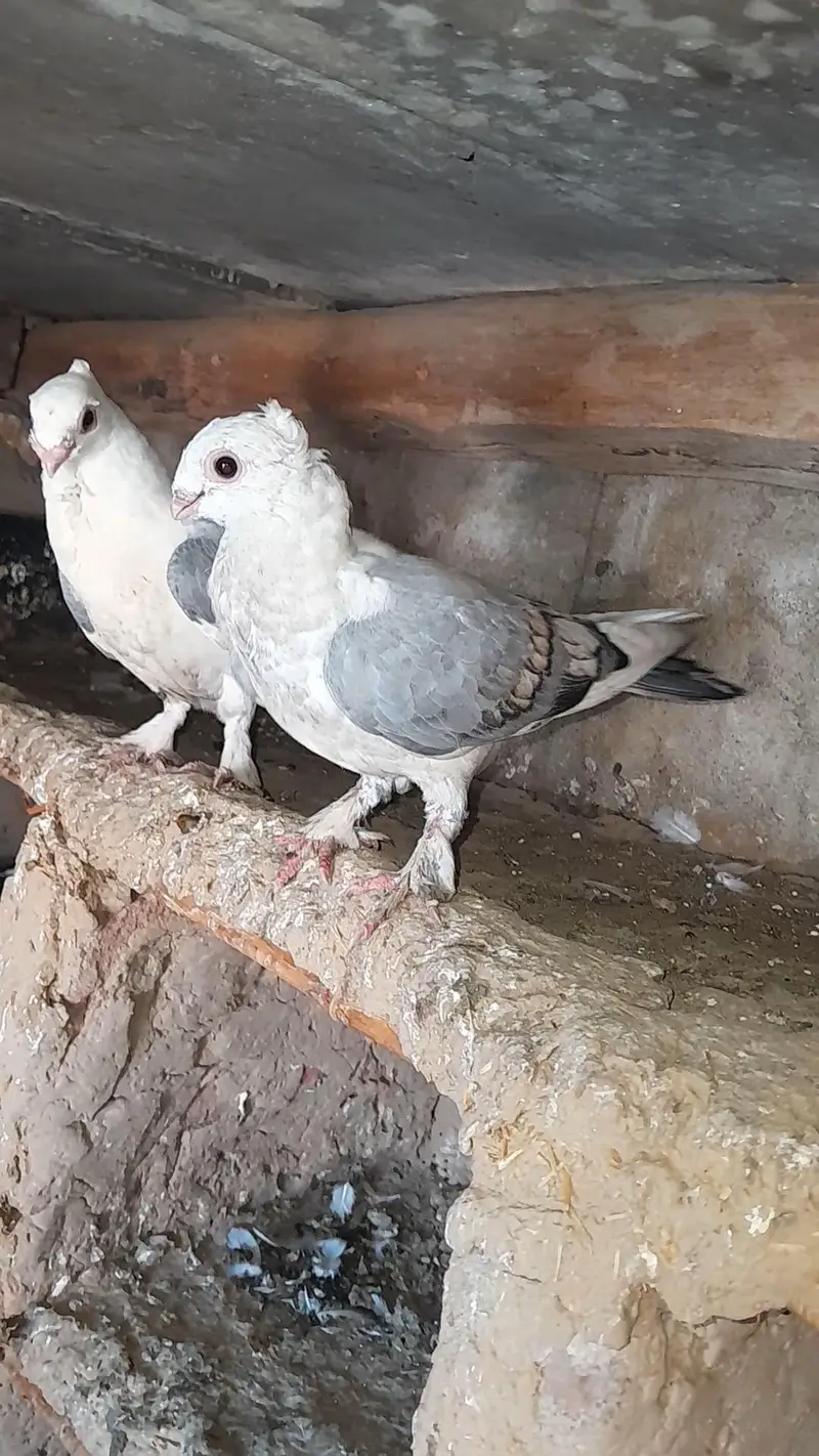 sentinet fancy pigeon kabotar — photo 4