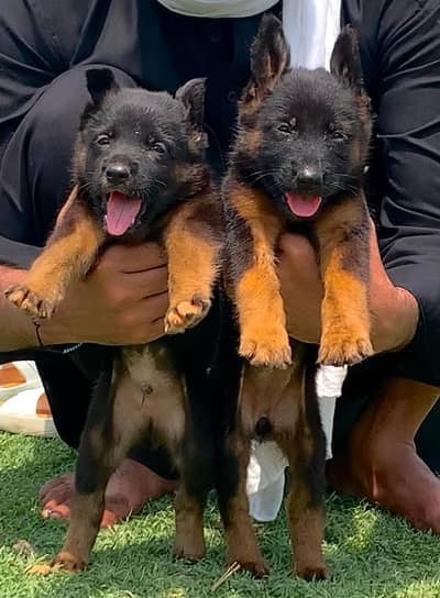 long coat German Shepherd pair 2 month for sale