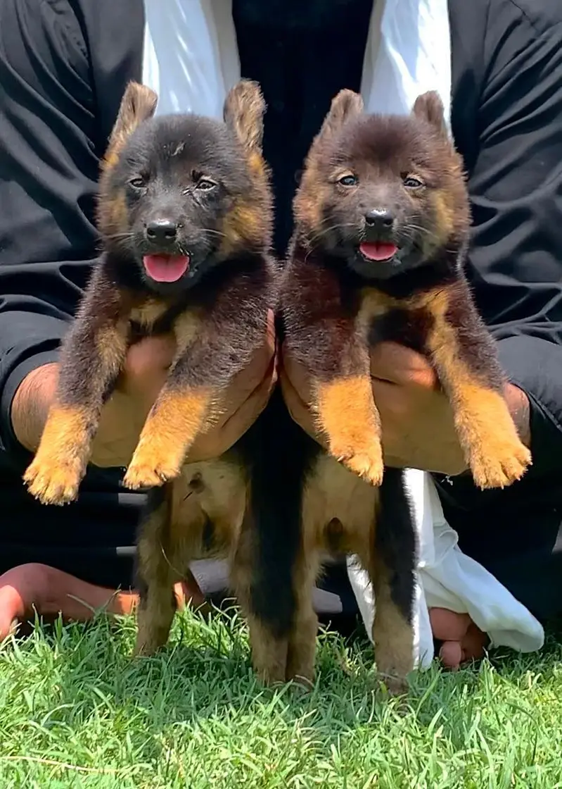 long coat German Shepherd pair 2 month for sale — photo 2