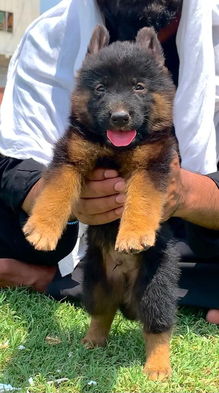 long coat German Shepherd pair 2 month for sale — photo 3