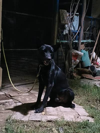 Black Dog