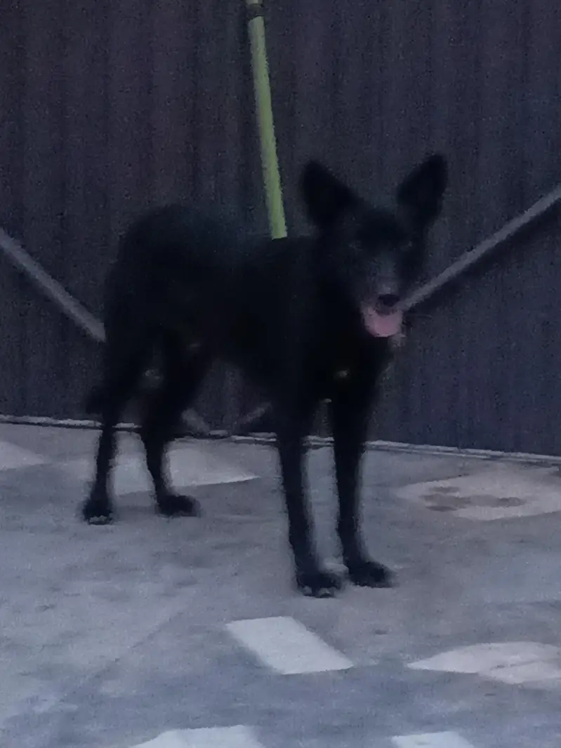 Black Dog — photo 2
