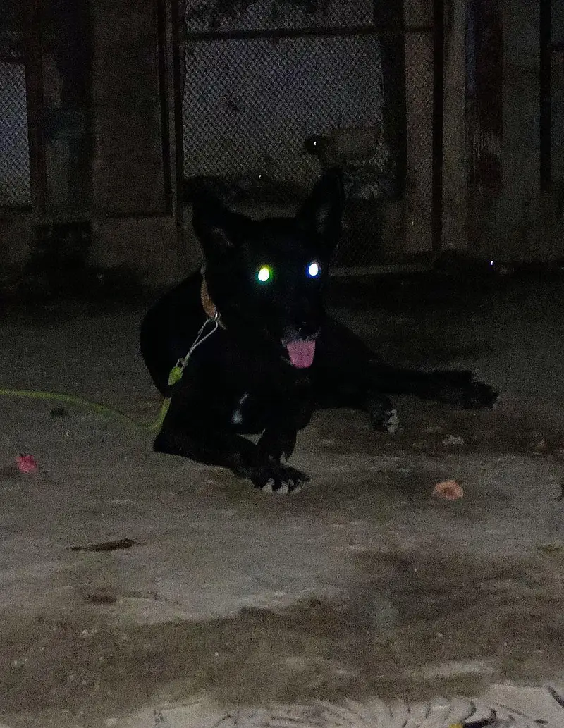 Black Dog — photo 3