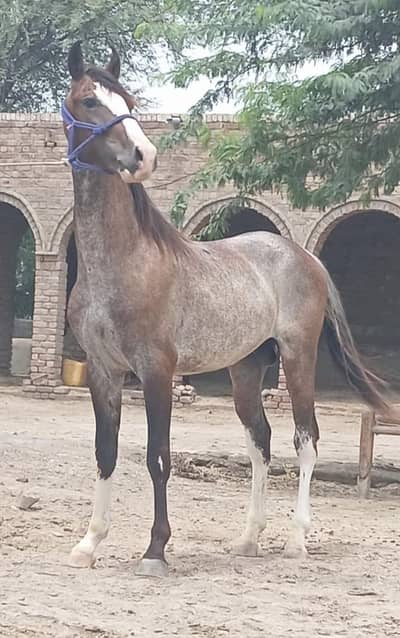 Male Horse