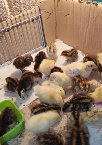 btair chicks  9 days