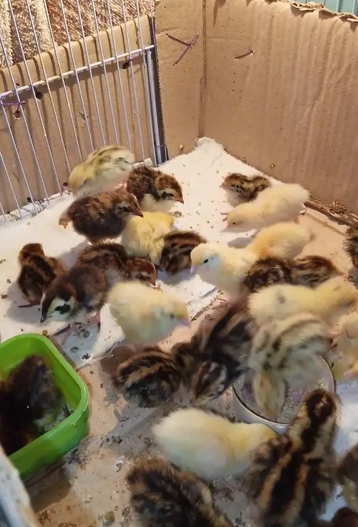 btair chicks  9 days — photo 2