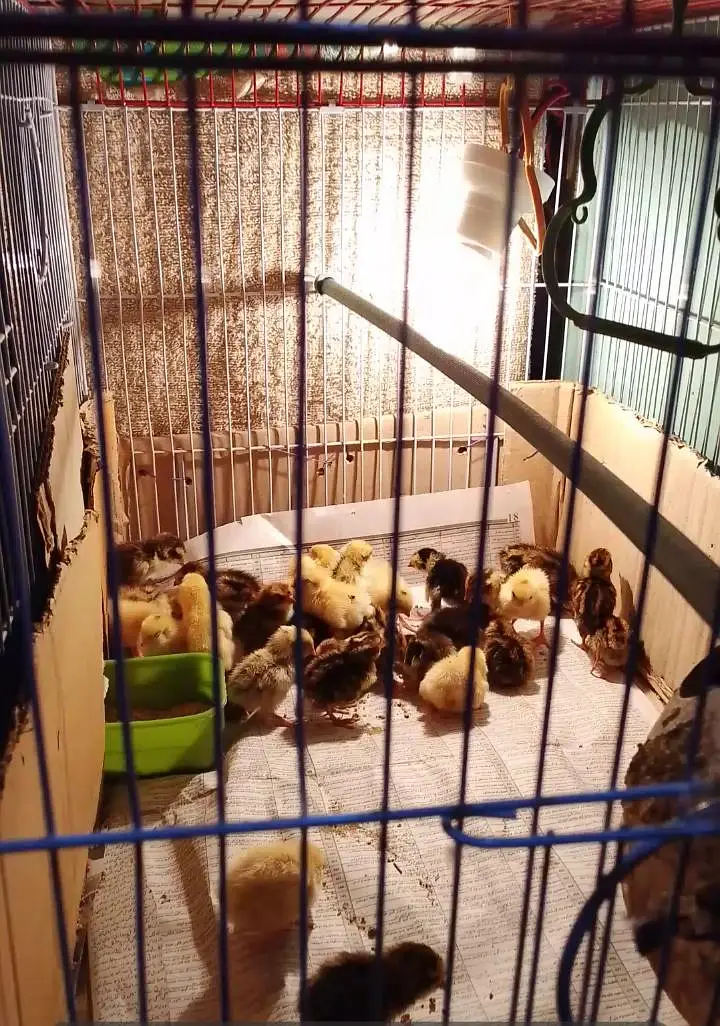 btair chicks  9 days — photo 3