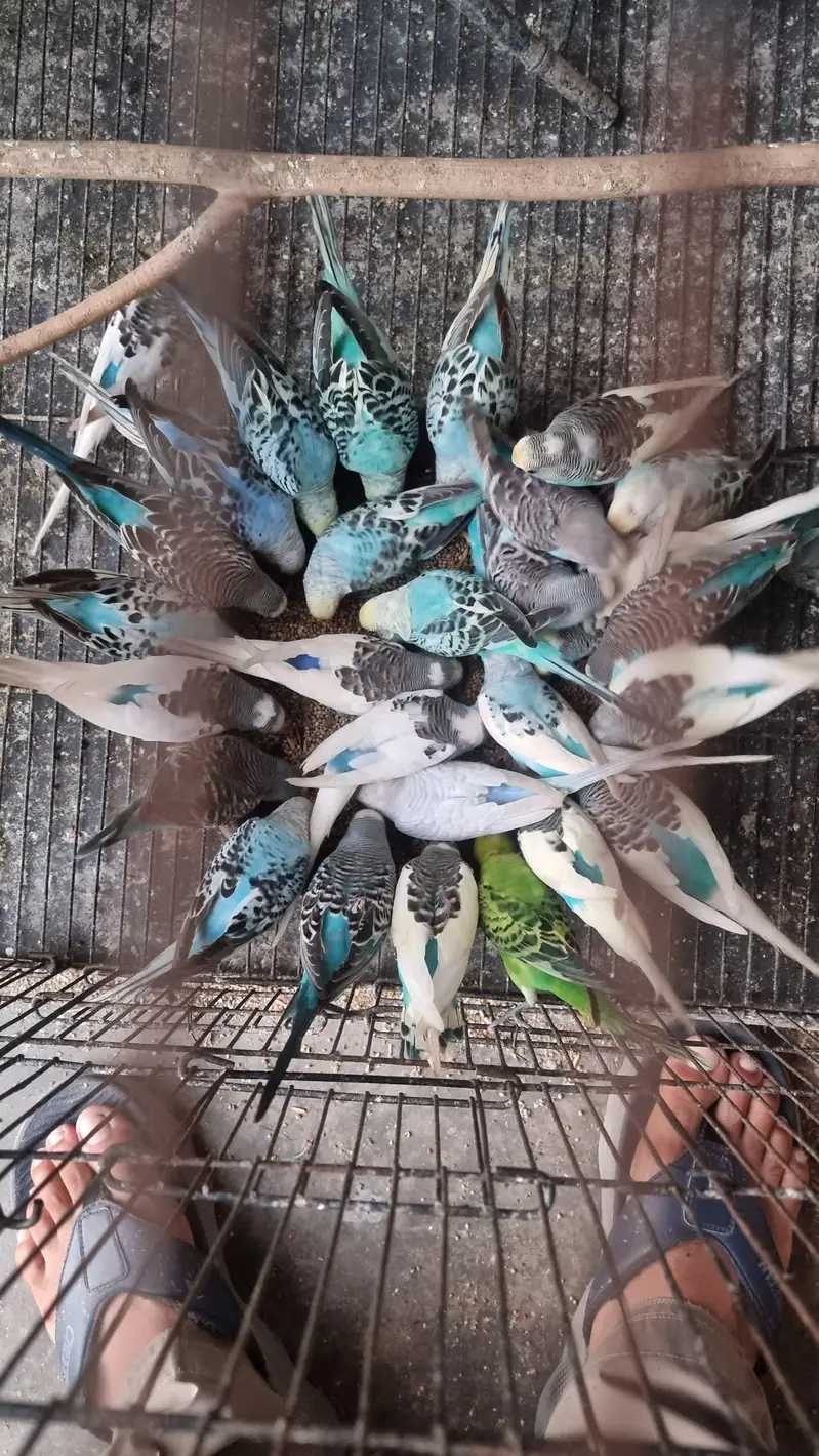Australian Parrots  Breeders