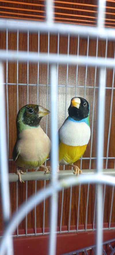 gouldian pair 3000