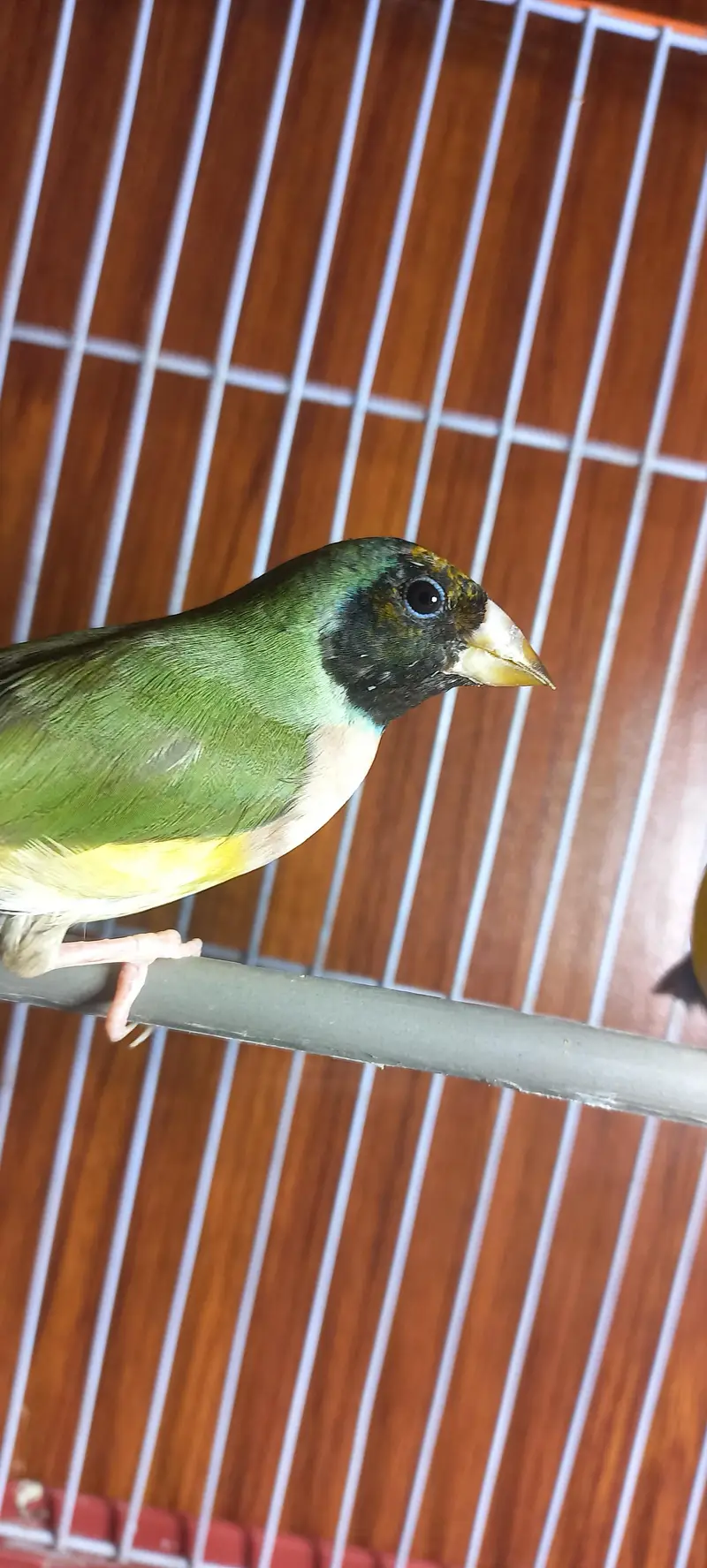 gouldian pair 3000 — photo 2