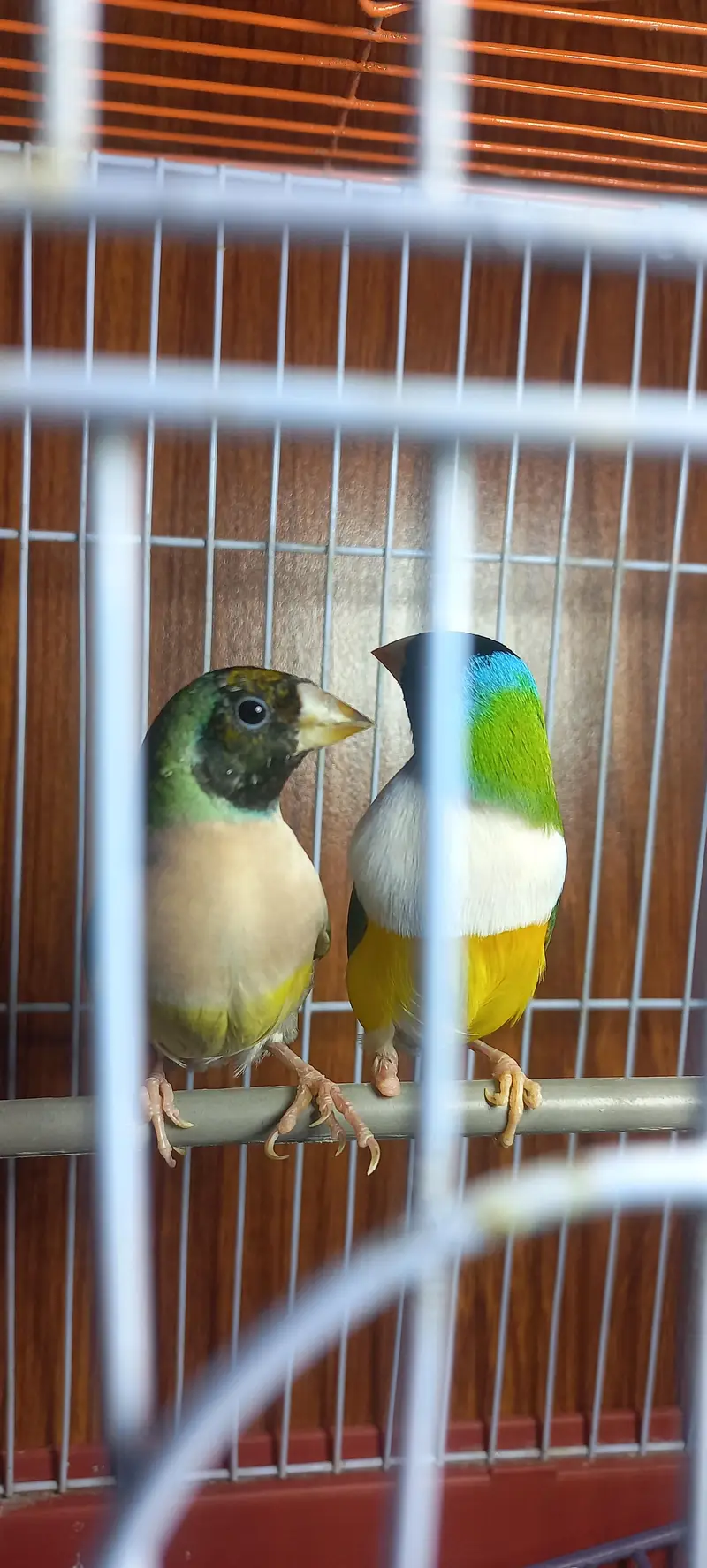 gouldian pair 3000 — photo 3
